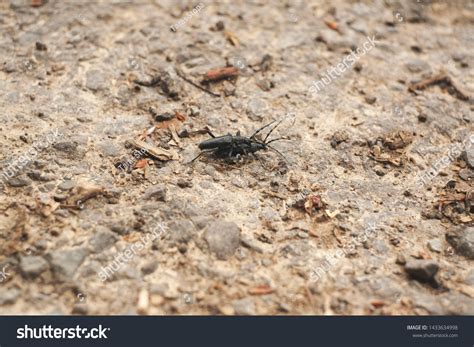 Black Longhorn Beetles Have Sex Black Stock Photo 1433634998 Shutterstock