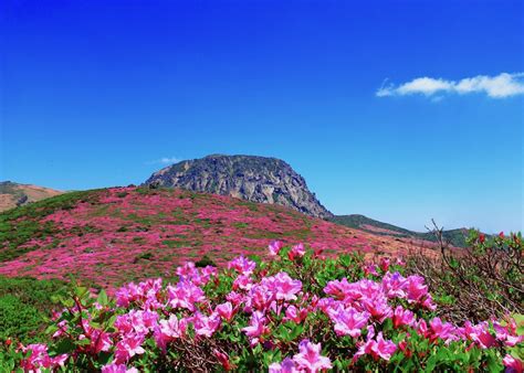 Things To Do In Jeju Island For Foodies And Fun Seekers Honeycomberse