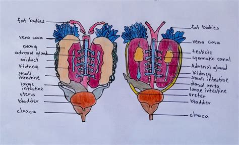 Diagram Of Mal And Female Frog Excretory And Reproductive Sy