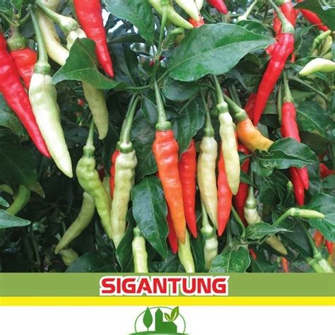 Jual Benih Cabai Cabe Rawit Sigantung Gram Bintang Asia Shopee