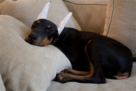 Doberman Pinscher Puppies Cropped Ears