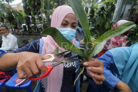 Pelatihan Budidaya Anggrek Untuk Umkm Antara Foto