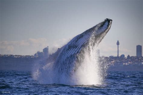 Hour Whale Watching Cruise At Sydney Harbour Klook United States