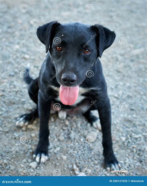 Vertical Shot Of A Cute Black Patterdale Terrier Dog Stock Image