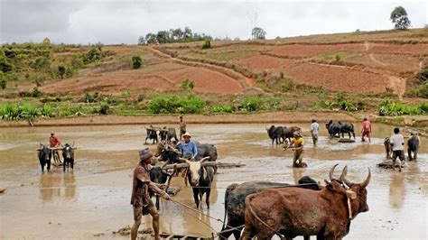 La Vie à Madagascar Qui Veut Acheter Un Zébu