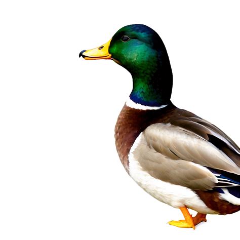 Mallard Duck Png Images 100