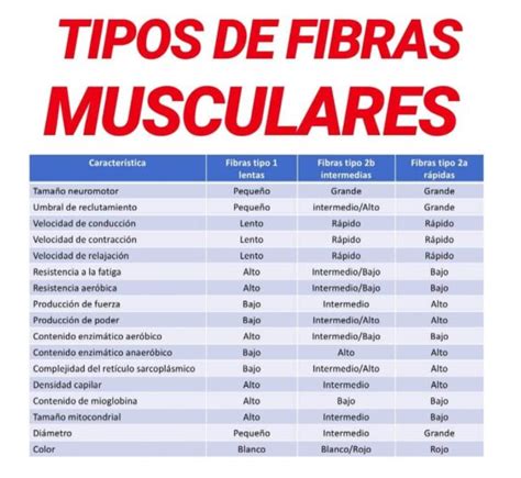 CONTRACCIÓN MUSCULAR Conoce los tipos y su mecanismo Salud Diez