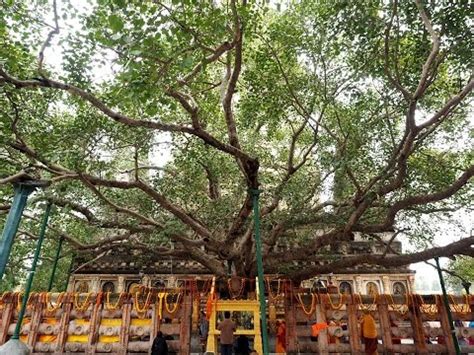 3 Min Under The Buddha Tree Bodhitree Mahabodhi Temple Bodhgaya YouTube