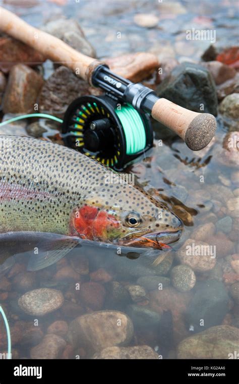 Pesca De Trucha Steelhead Fotograf As E Im Genes De Alta Resoluci N Alamy