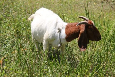 15 Floppy Eared Goat Breeds Youll Love