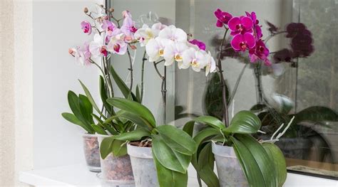 Types of Orchids: 47 Different Orchid Varieties With Names and Pictures