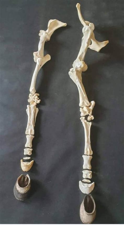 Large Horse Leg Front Leg Taxidermy Education Science Study Etsy