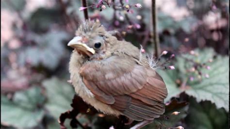 Baby Bird Peeping Youtube