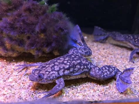 Xenopus Frog 12 Awesome Pet Amphibians | Reptile Centre 