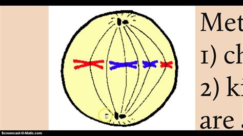 Metaphase 2nd Phase Of Mitosis Youtube