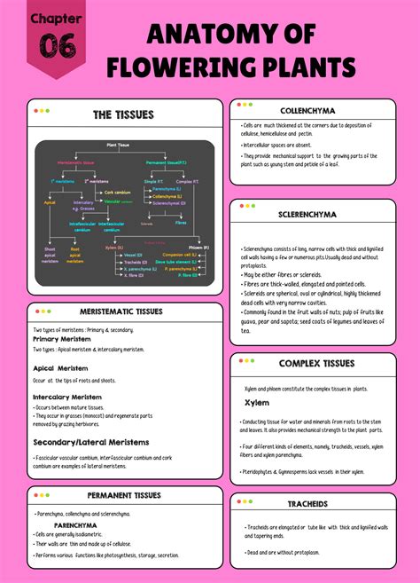 SOLUTION Anatomy Of Flowering Plants Studypool