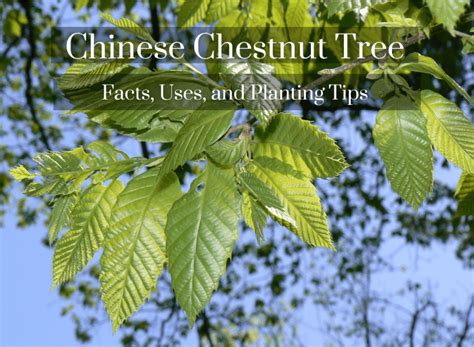 Chinese Chestnut Tree Facts Uses And Planting Tips Hubpages