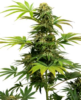 Himalayan Cbd Feminized Seeds Sensi Seeds Uk