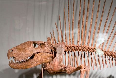 Mounted skeleton of the famous pelycosaur - Dimetrodon | Prehistoric animals, Prehistoric, Fossils