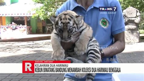 Gambar Anak Harimau Putih Bonus