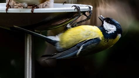 Siegen Zahl der Wintervögel ist seit Jahren im Sinkflug