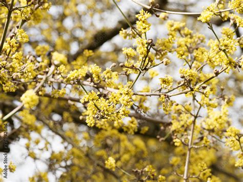 Cornus Mas Bl Te Der Kornelkirsche Oder Gelber Hartriegel Sehr