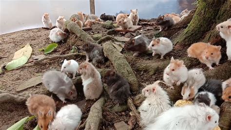 Nest Of Hundreds Of Rainbow Colored Rats Sarang Ratusan Tikus Warna Pelangi Hamster Youtube