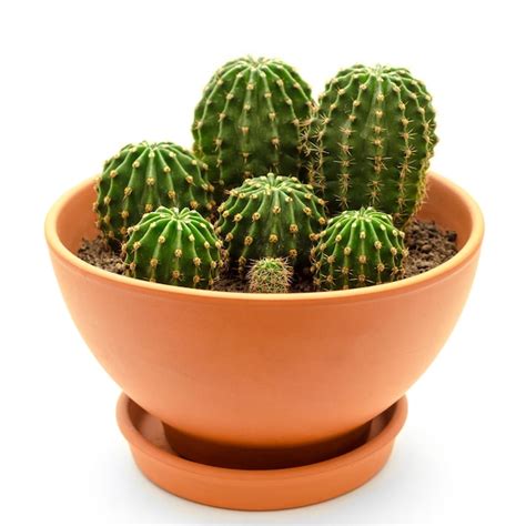 Premium Photo Cactus In Pot