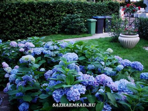 Гортензия | Каталог садовых растений