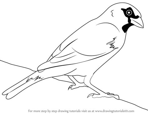 Learn How To Draw A House Sparrow Birds Step By Step Drawing Tutorials