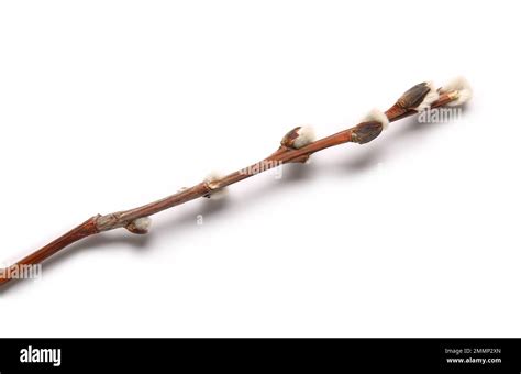 Pussy Willow Branch Isolated On White Background Stock Photo Alamy