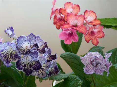 Skr Tnik Streptocarpus Odmiany Uprawa Rozmna Anie