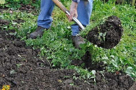 Groenbemesters Zaaien In Je Moestuin Zo Doe Je Dat Gardeners World