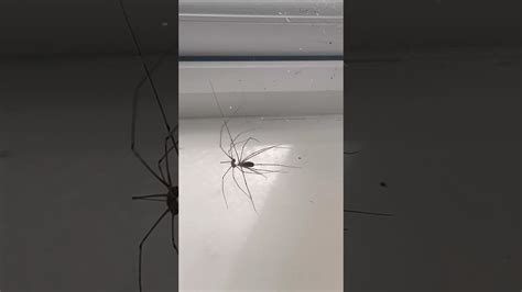 Spider Porn YouTube