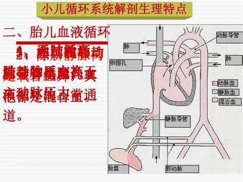 PPT 第十章 循环系统疾病 患儿的护理 PowerPoint Presentation ID 4761884