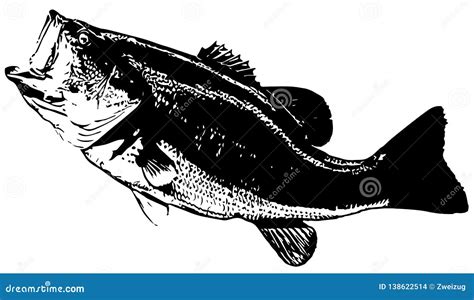 Largemouth Bass Fish On White Background Stock Photography