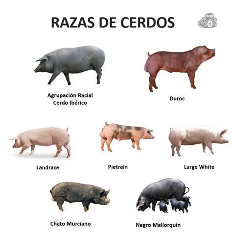 Tipos de Razas de cerdos y sus características – Duroagro