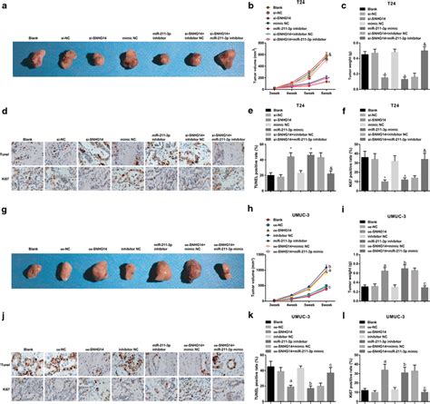 Silenced Snhg Or Elevated Mir P Reduces The Tumor Volume And