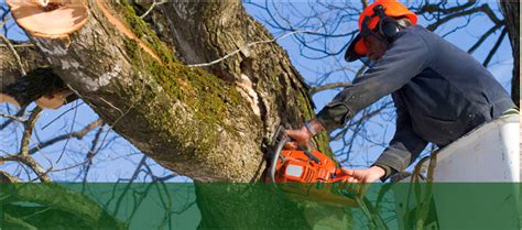 Tree Removal and Trimming | Lakewood, NJ - Corona Tree Service LLC