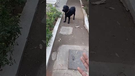 Dog Lebra Black Colour Kadoglover Status Youtube