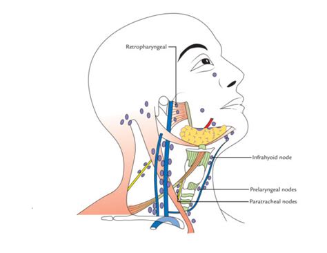 Lymph Nodes Of Neck Or Cervical Lymph Nodes Earths Lab