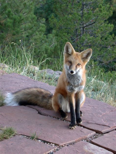 Colorado Foxes Cbs Denver