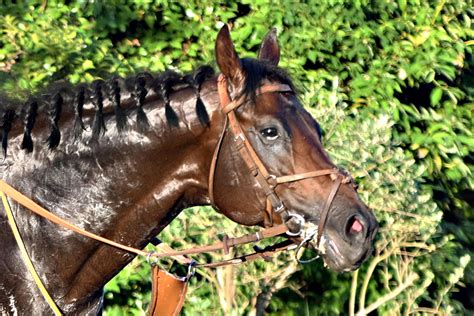 【宝塚記念1週前追い切り】〝注目株〟シュトルーヴェは3頭併せで半馬身遅れ ハードに追ってラスト11・2秒東スポ競馬 Goo ニュース