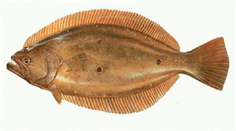 Olive Flounder Photo And Wallpaper Cute Olive Flounder Pictures