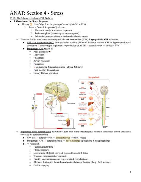 4 Stress Function In Anat 322 Neuroendocrinology Anat Section 4