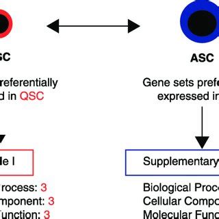 Gene Set Enrichment Analysis Gsea Of Quiescent And Activated