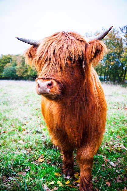 Vaca Escocesa De Las Tierras Altas En La Naturaleza Foto Premium