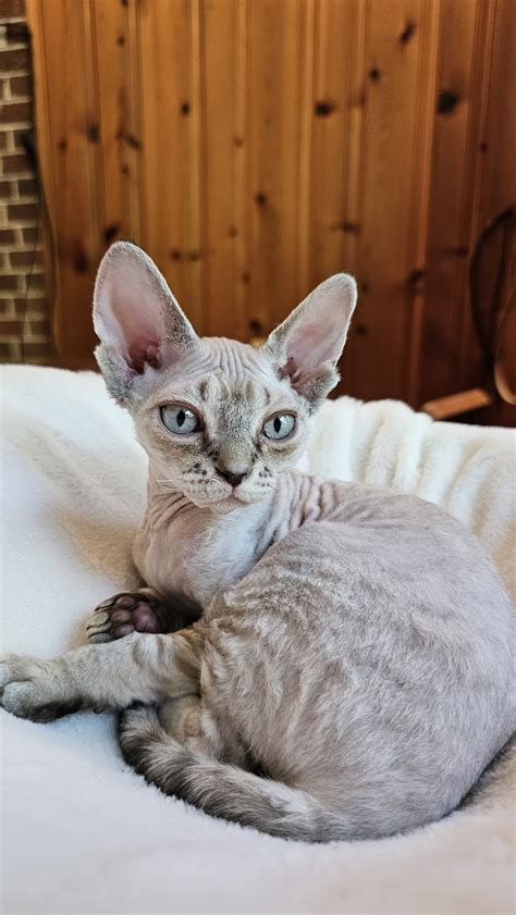 Devon rex – Artofit
