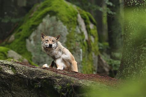 Novo Estudo Diz Que Lobos Podem Ficar T O Apegados A N S Como Os C Es Pit