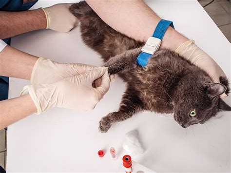 FIV FeLV Testing For Cats Boarding At Nekoya Nekoya Cat Sitting